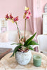 Cali Breeze Orchids