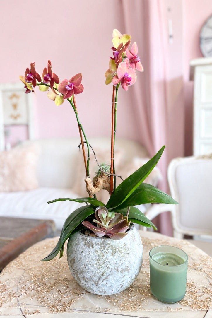 Cali Breeze Orchids
