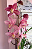 Cymbidium Élise