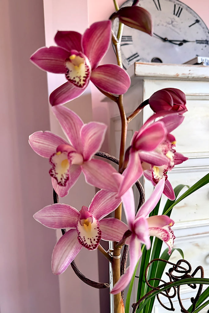 Cymbidium Élise