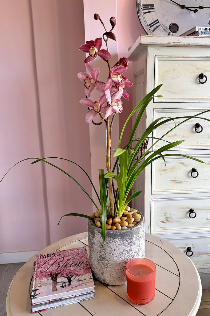 Cymbidium Élise