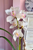Cymbidium Orchid Harmony