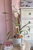 Cymbidium Orchid Harmony