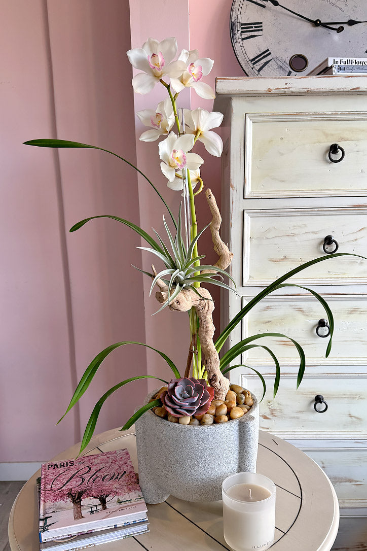 Cymbidium Orchid Harmony