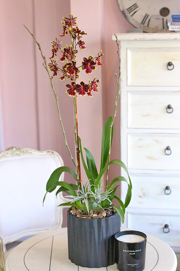 Days of Wine Orchids