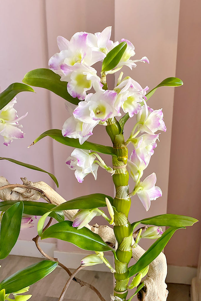 Dendrobium Duet