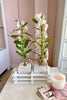 Dendrobium Duet