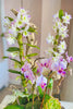 Dendrobium Eden