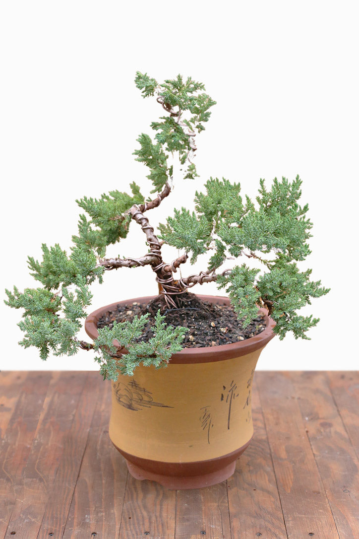 Dragon’s Ascent Bonsai