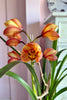 Ember Glow Orchids