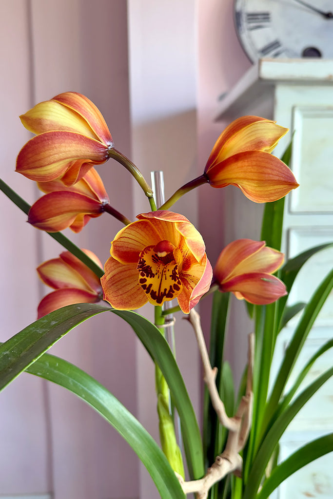 Ember Glow Orchids