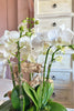 Ethereal Harmony Orchids