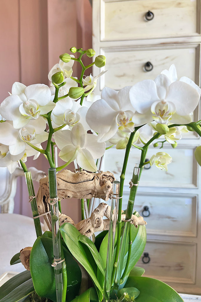 Ethereal Harmony Orchids