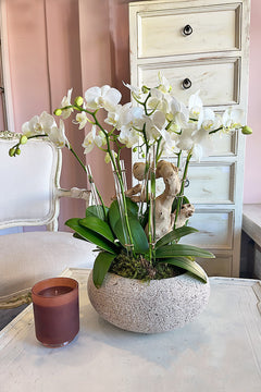 Ethereal Harmony Orchids