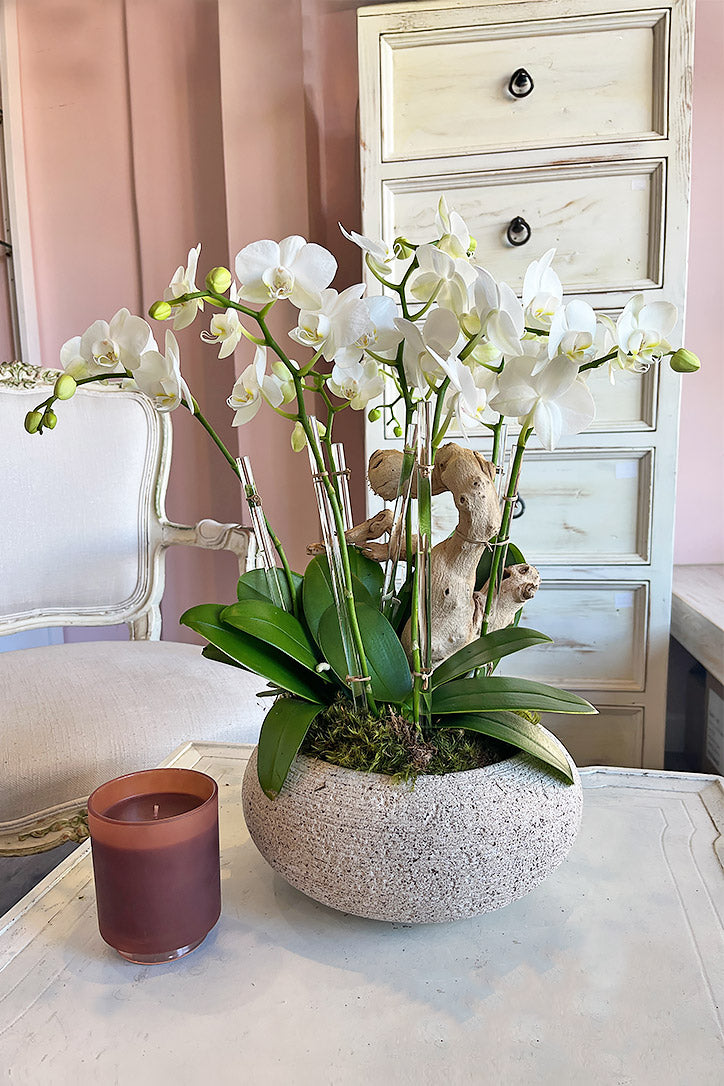 Ethereal Harmony Orchids