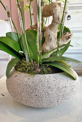 Ethereal Harmony Orchids – Orchid Republic Floral Boutique