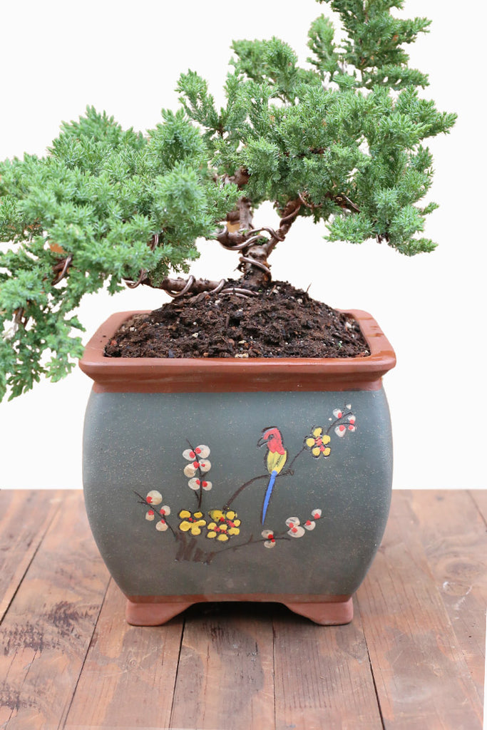 evergreen bonsai tree for sale Evergreen Bonsai – Orchid Republic Floral Boutique