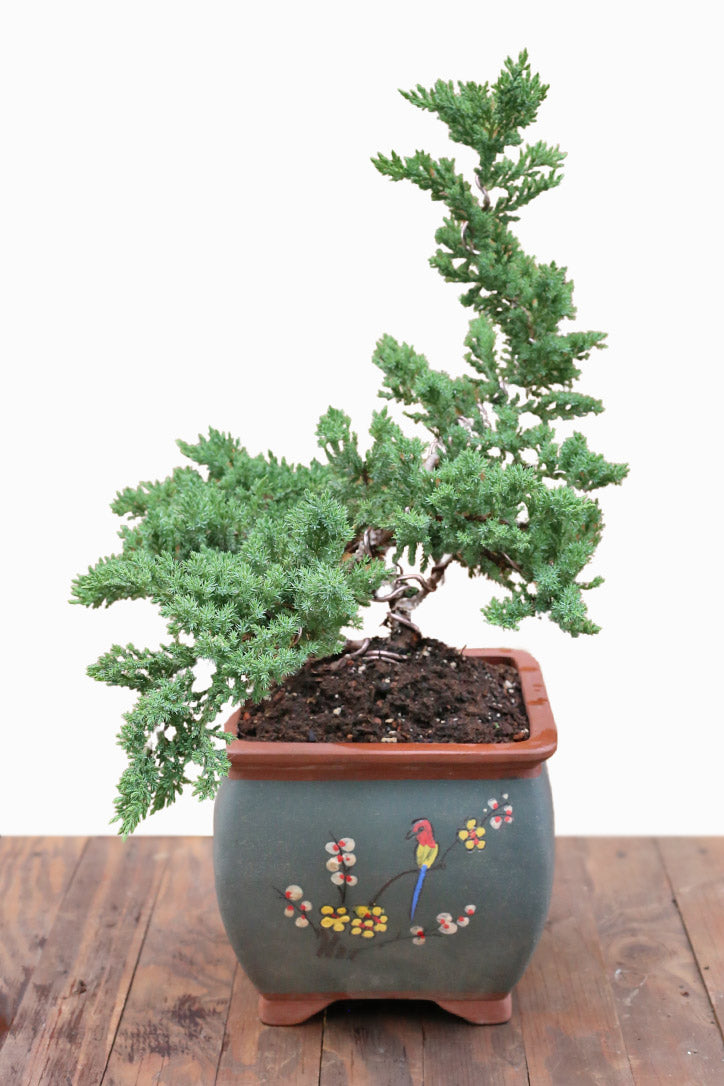 Evergreen Bonsai