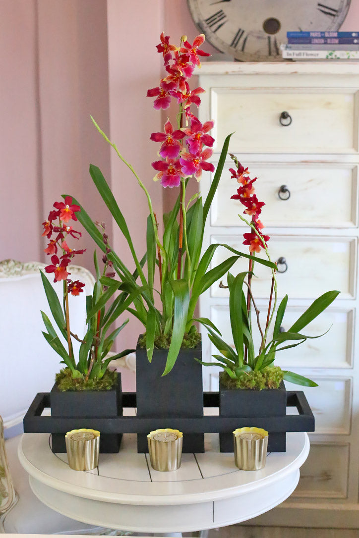 Felicity Rouge Trio