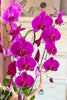 Fine Frenzy Orchids