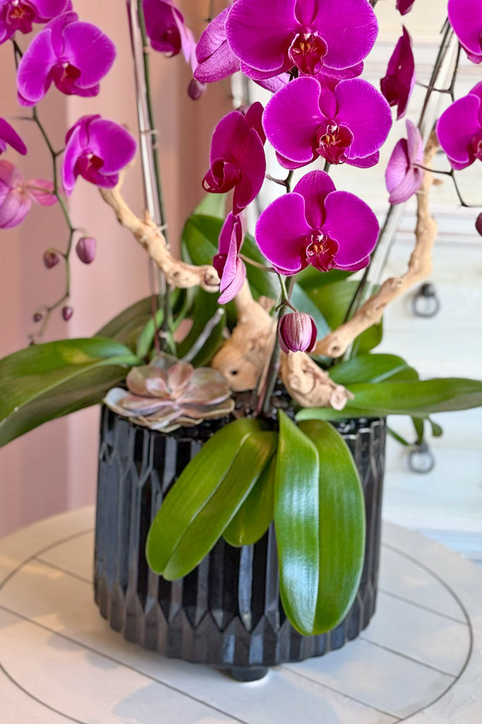 Fine Frenzy Orchids