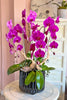 Fine Frenzy Orchids
