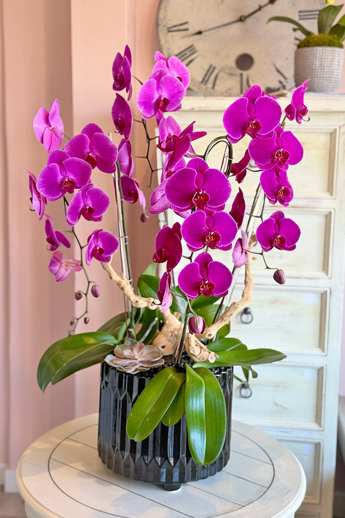 Fine Frenzy Orchids