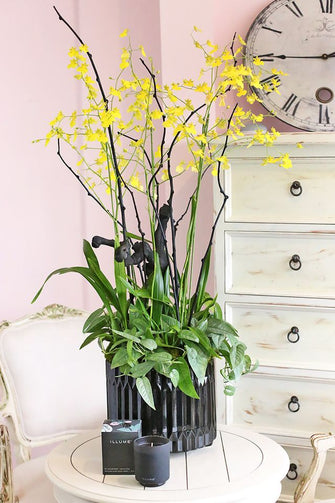 Specialty Orchids Collection