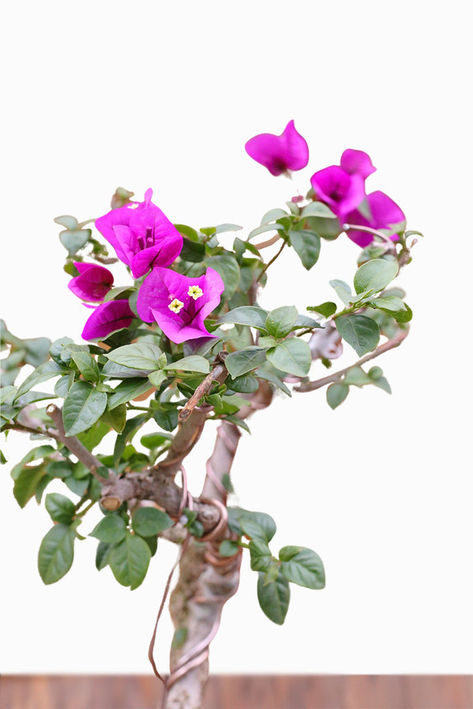 fuchsia bonsai tree Fuchsia Monsoon Bonsai – Orchid Republic Floral Boutique