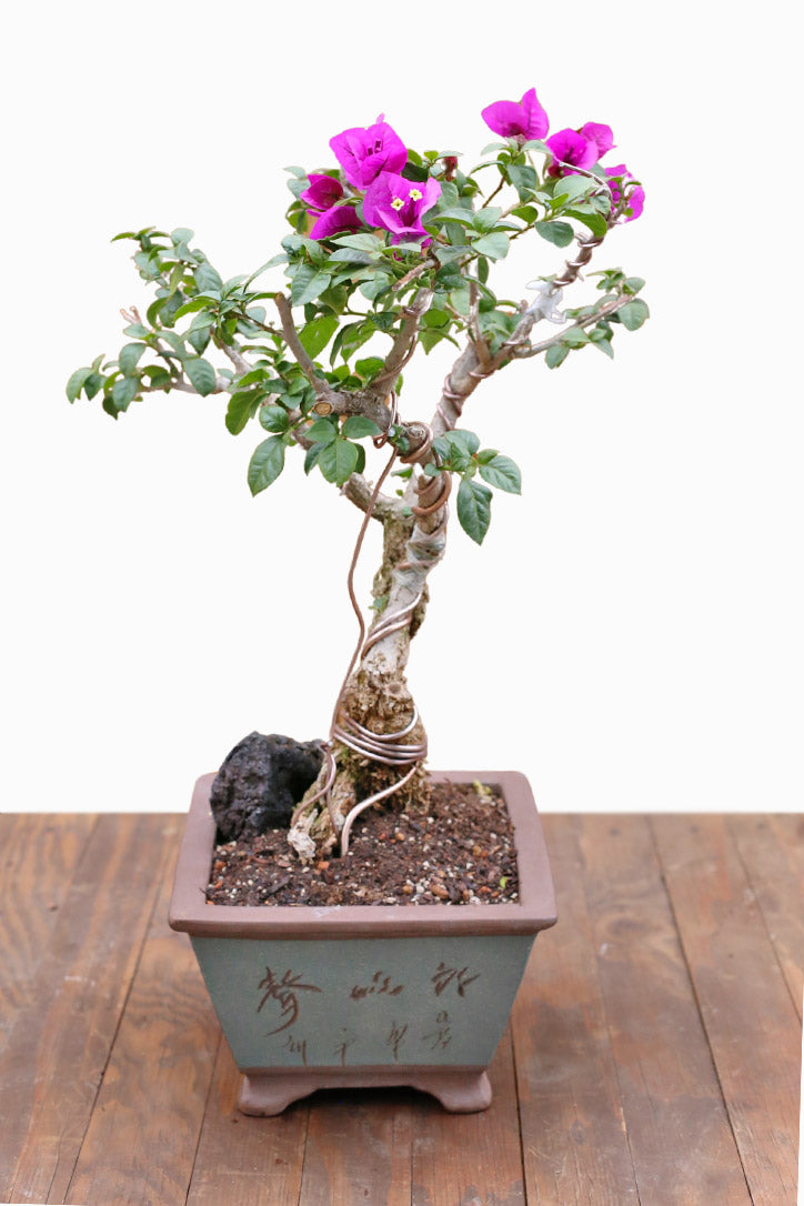 Fuchsia Monsoon Bonsai