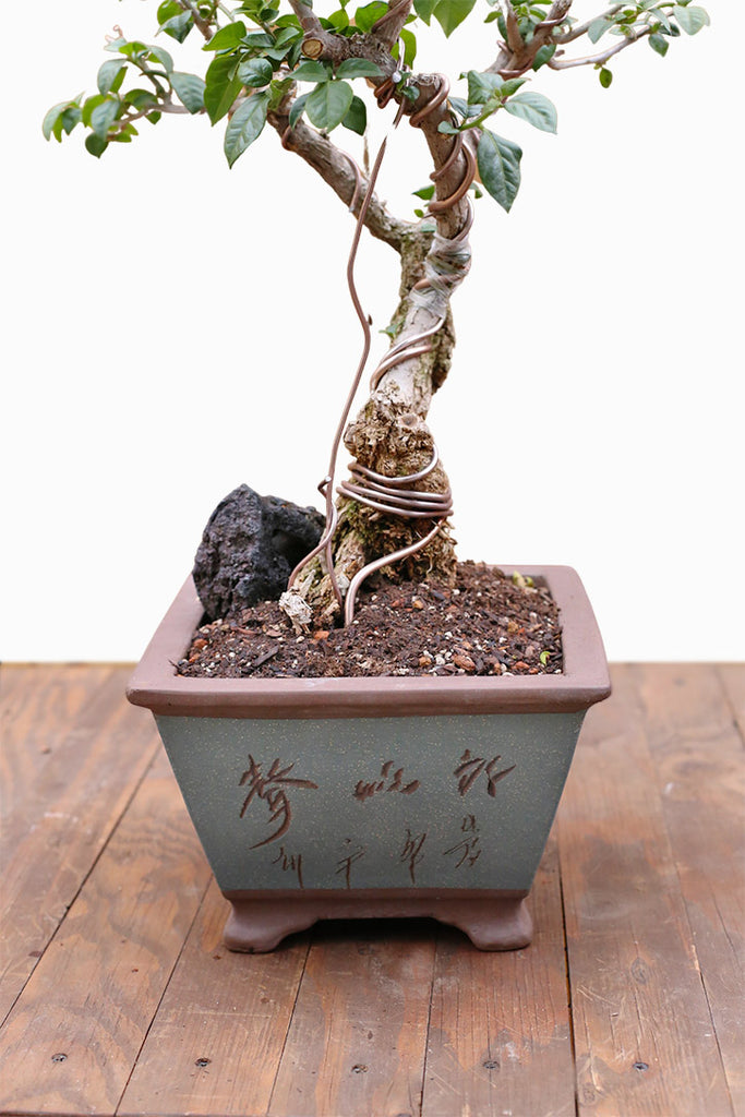 fuchsia bonsai tree Fuchsia Monsoon Bonsai – Orchid Republic Floral Boutique