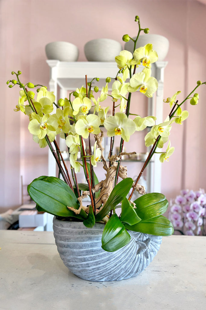 Golden Radiance Orchids