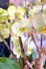 Golden Radiance Orchids
