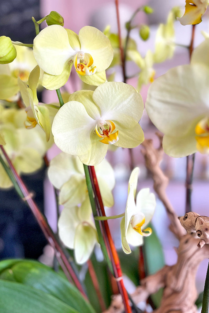 Golden Radiance Orchids