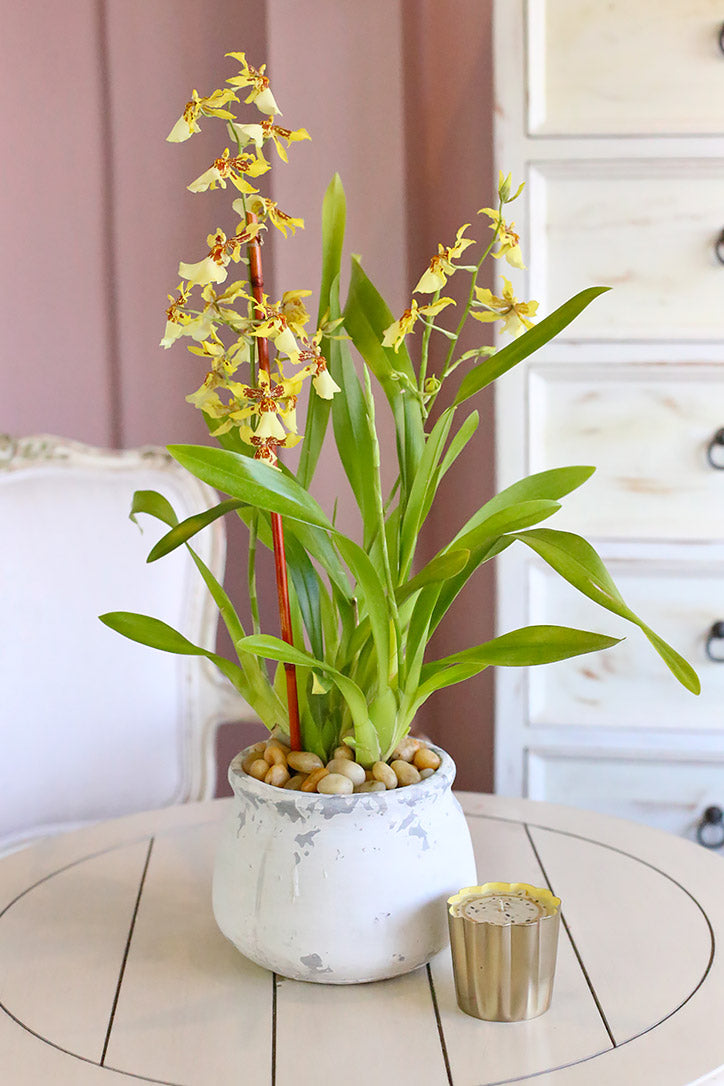 Honey Butter Orchid