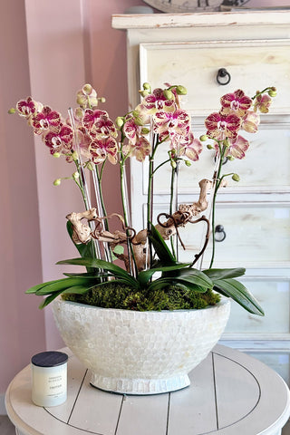 Isola Fiorita Orchids