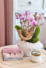 It Girl Orchids