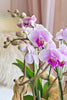 It Girl Orchids