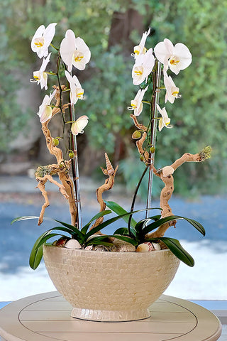 Ivory Tide Orchids