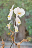 Ivory Tide Orchids