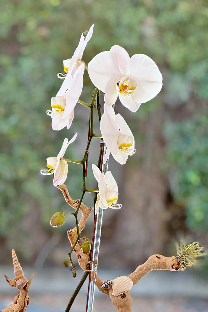 Ivory Tide Orchids