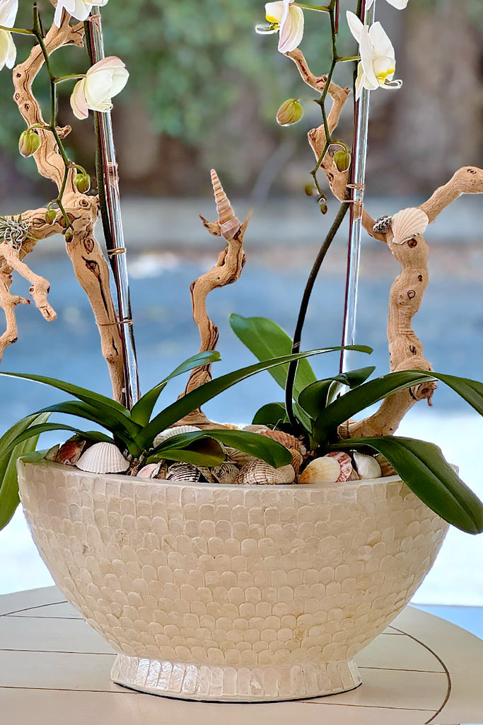 Ivory Tide Orchids