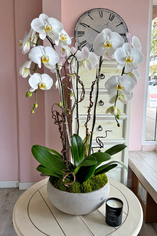 Ivory Tower Orchids