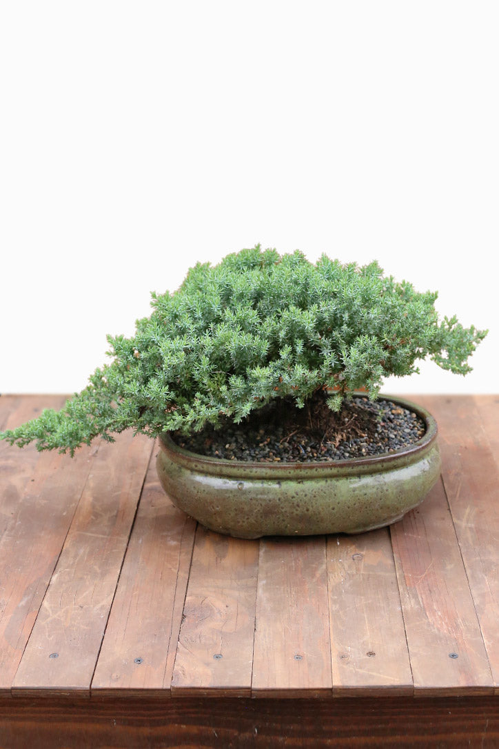 Jade Haven Bonsai