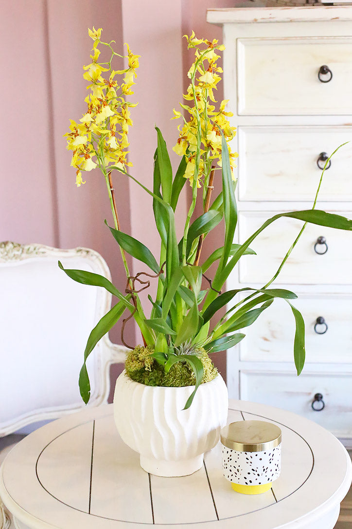 Lemon Drop Orchid