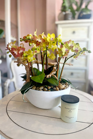 Lemon Sherbet Orchids