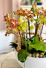 Lemon Sherbet Orchids