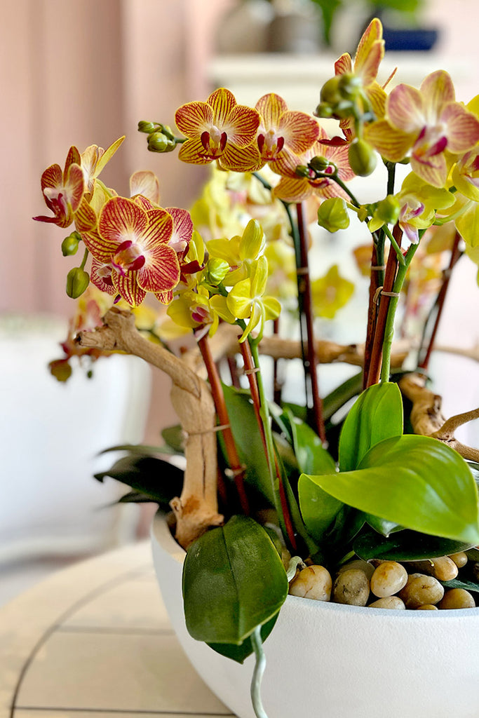 Lemon Sherbet Orchids