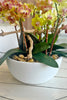 Lemon Sherbet Orchids