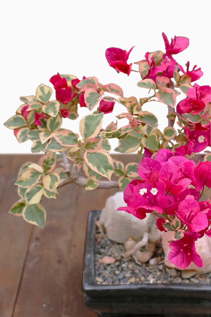 spell bonsai tree Love Spell Bonsai – Orchid Republic Floral Boutique